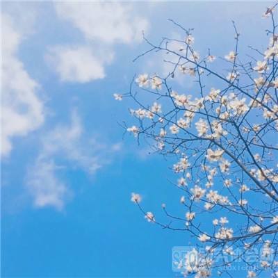 大掌门2折扣平台下载